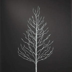 Árvores Brancas Quentes De Bétula iluminada