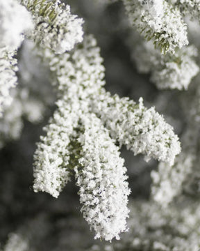 Árvore de Natal com Micro LEDs Embutidos - Efeito Nevado, Galhos Articulados e Suporte Metálico